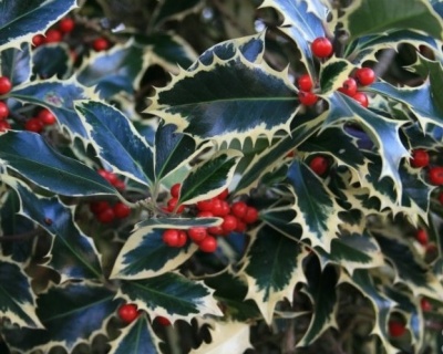 Падуб  остролистный  "Сильвер  Квин"