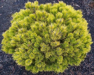 Сосна горная "Винтер Голд"