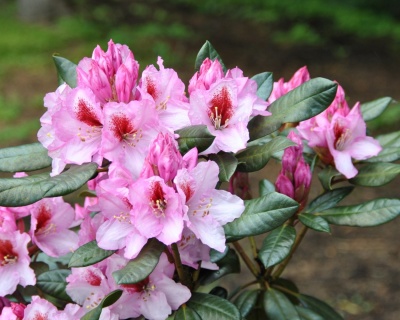Рододендрон "Диадем"