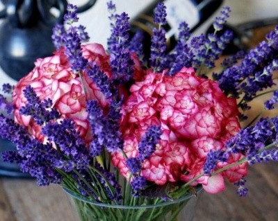 Гортензия крупнолистная "Мисс Саори" (Miss Saori)