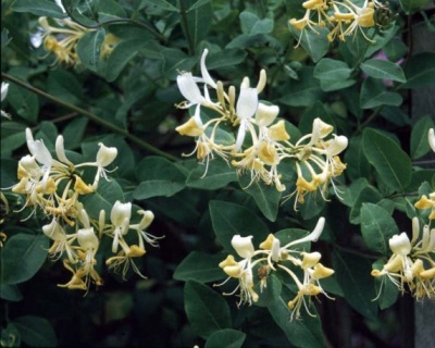 Жимолость приморская "Грехам Томас"(P-9)