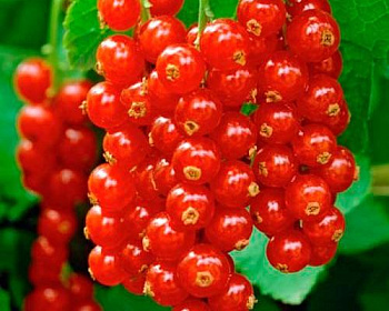 Смородина "Уральская красавица"