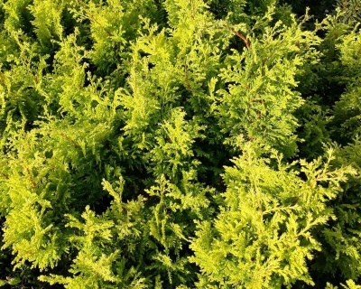 Можжевельник Китайский "Плюмоза Ауреа"