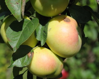 Яблоня колоновидная "Президент"