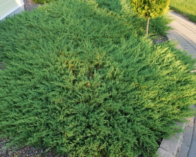 Можжевельник горизонтальный "Андорра Компакт"