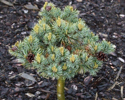 Сосна горная "Беран" (штамбовая форма)