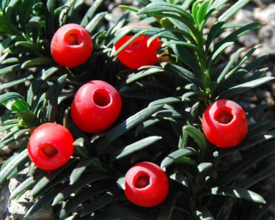 Тис ягодный "Фастигиата Робуста"