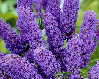 Буддлея Давида "Эмпайр Блю" (Empire Blue)