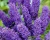 Буддлея Давида "Эмпайр Блю" (Empire Blue)