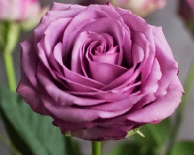 Комплект Чайно-гибридных роз