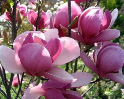 Магнолия "Рустика Рубра"