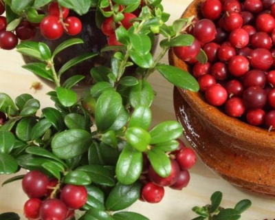 Брусника "Ред Берри"