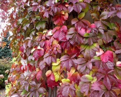 Виноград девичий пятилисточковый "Троки"(P-9)