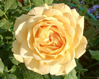 Пионовидная Роза «Голден Селебрейшен» 