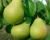 Груша колоновидная "Сладкая красавица"