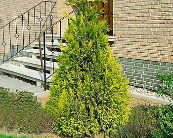 Кипарисовик Лавсона "Голден Вондер"