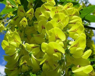 Бобовник ватерера "Восси"