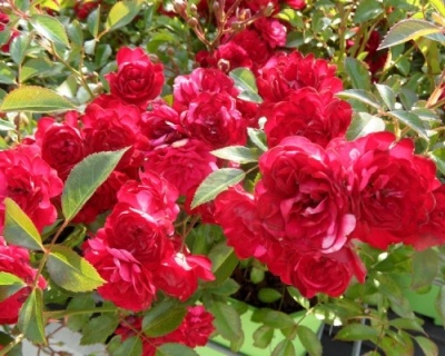 Спрей-роза «Файер Кинг» 