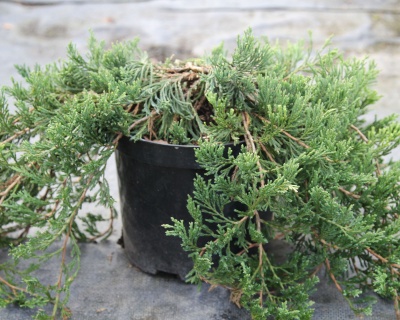 Можжевельник горизонтальный "Джейд Ривер"