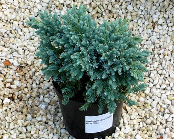 Можжевельник Чешуйчатый "Блю Стар"