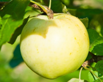 Яблоня колоновидная "Медок"
