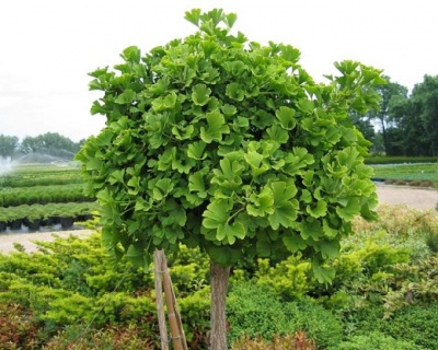 Гинкго Билоба "Марикен" (штамбовая форма)