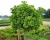 Гинкго Билоба "Марикен" (штамбовая форма)