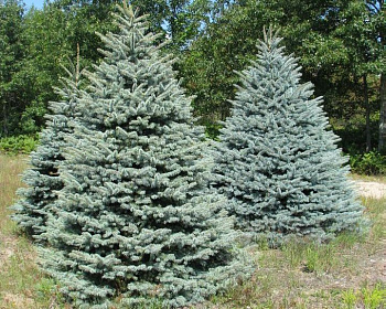 Ель колючая "Блю Тринкет"
