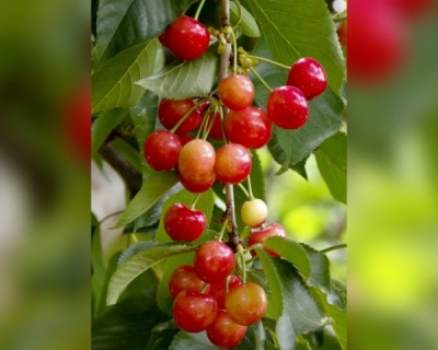 Черешня колоновидная «Квин Мерри»