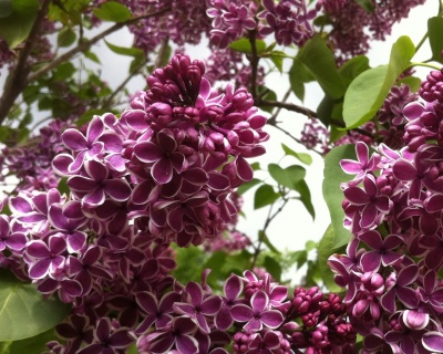 Сирень "Сенсация"