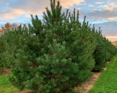 Сосна обыкновенная