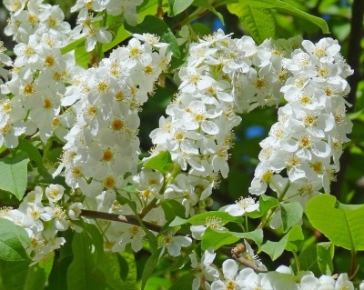 Черемуха "Чайка"