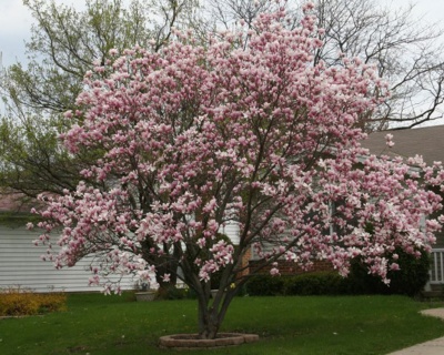 Магнолия "Бетти"