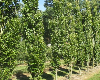 Бук лесной "Дэвик Голд"