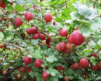 Крыжовник "Машека"