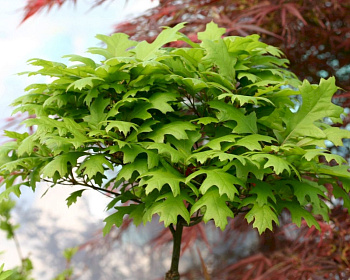 Дуб болотный "Грин Дварф" (штамбовая форма)