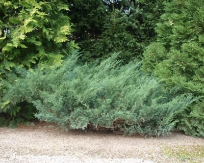 Можжевельник казацкий "Блю Дануб"