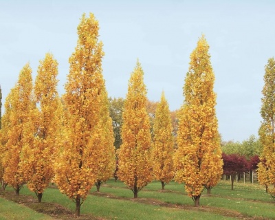 Тюльпановое дерево "Фастигиата"