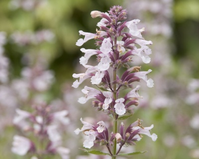 Котовник фассена "Даун ту Даск"