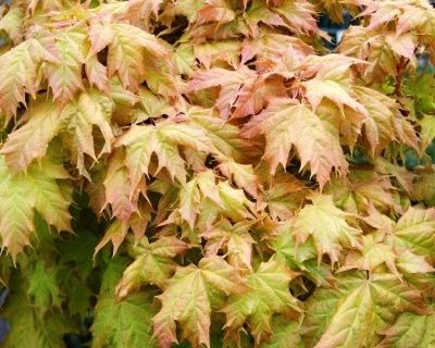 Клен остролистный "Голден Глоб" (штамбовая форма)