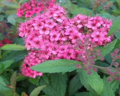 Спирея японская "Антони Ватерер"