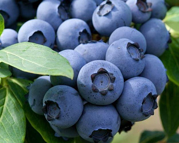 Голубика "Река"