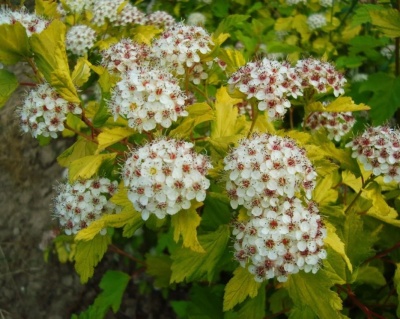 Пузыреплодник "Лютеус" (Luteus)