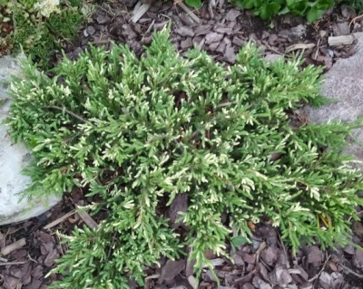 Можжевельник обыкновенный "Спотти Спредер"