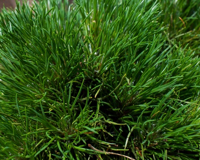 Сосна горная "Варелла"