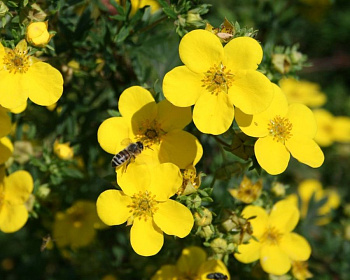 Лапчатка "Голдфингер" (Goldfinger)