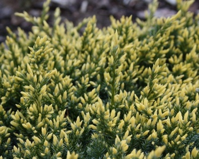 Можжевельник чешуйчатый "Дрим Джой"