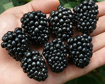 Ежевика Бесшипная "Торнфри"