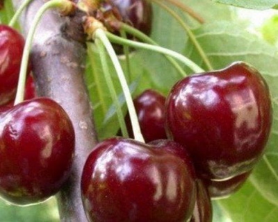 Черешня "Валерий Чкалов"