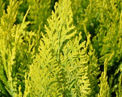 Кипарисовик Лавсона "Алюмиголд"